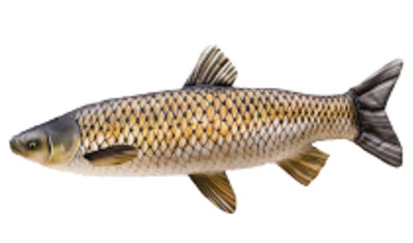 Gaby Pillows The Grass Carp