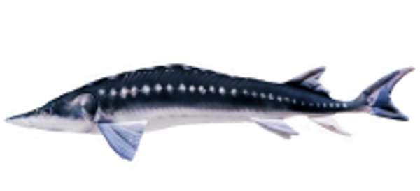 Gaby Pillows The European Sturgeon