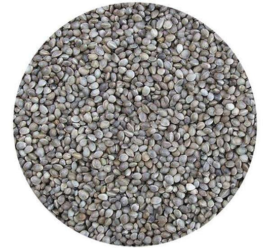 Hempseed for Fishing 25kg