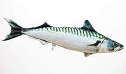 Gaby Pillows The Atlantic Mackerel