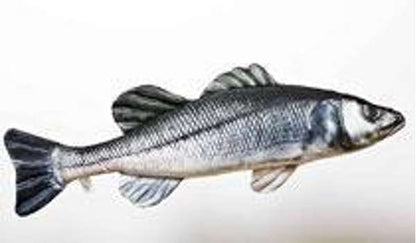 Gaby Pillows The European Sea Bass