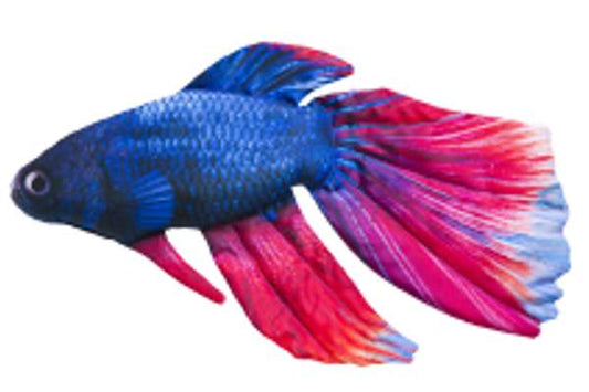 Gaby Pillows The Siamese Fighting Fish