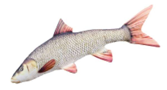 Gaby Pillows The Barbel
